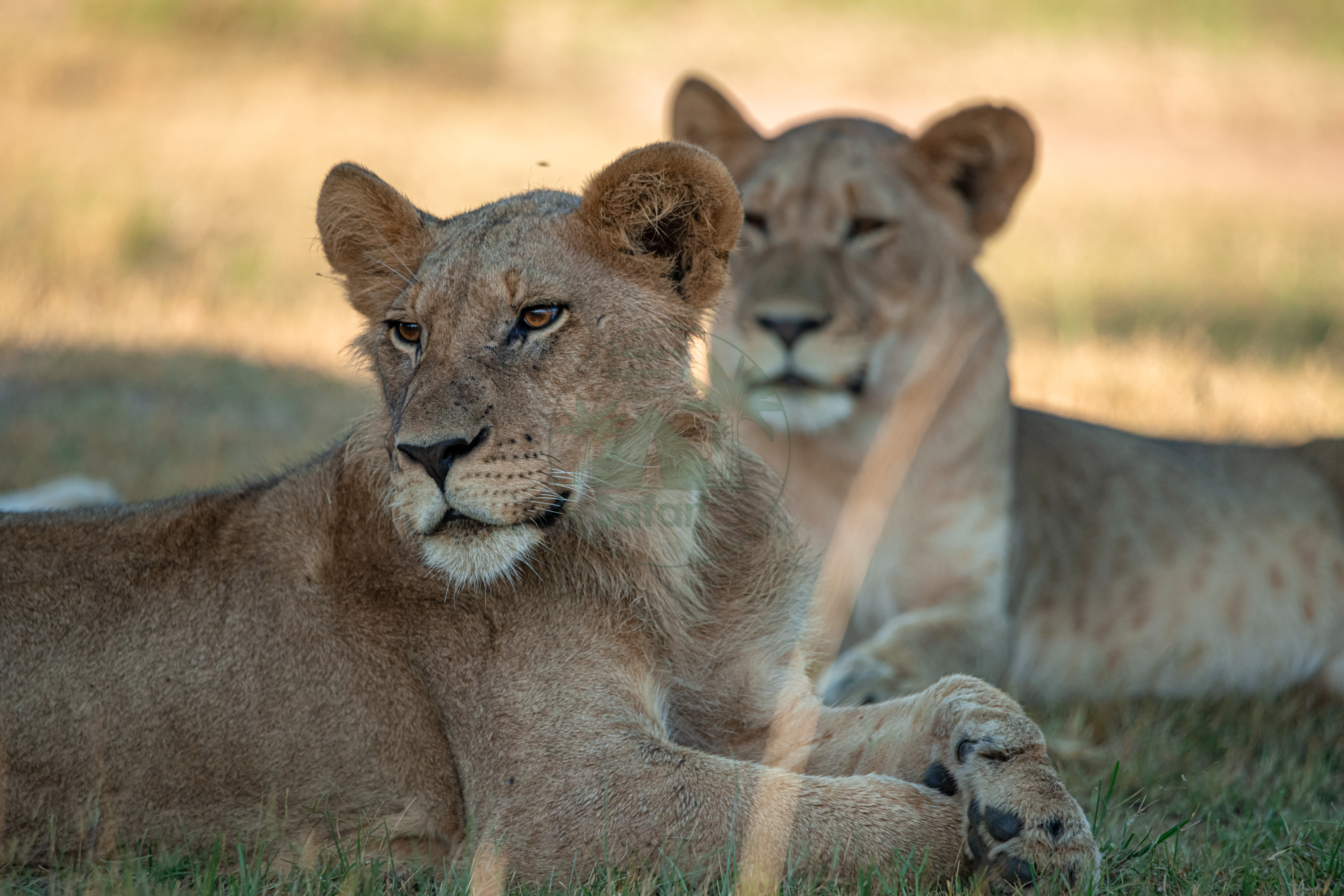 Lionesses and cub relaxing in the golden grass