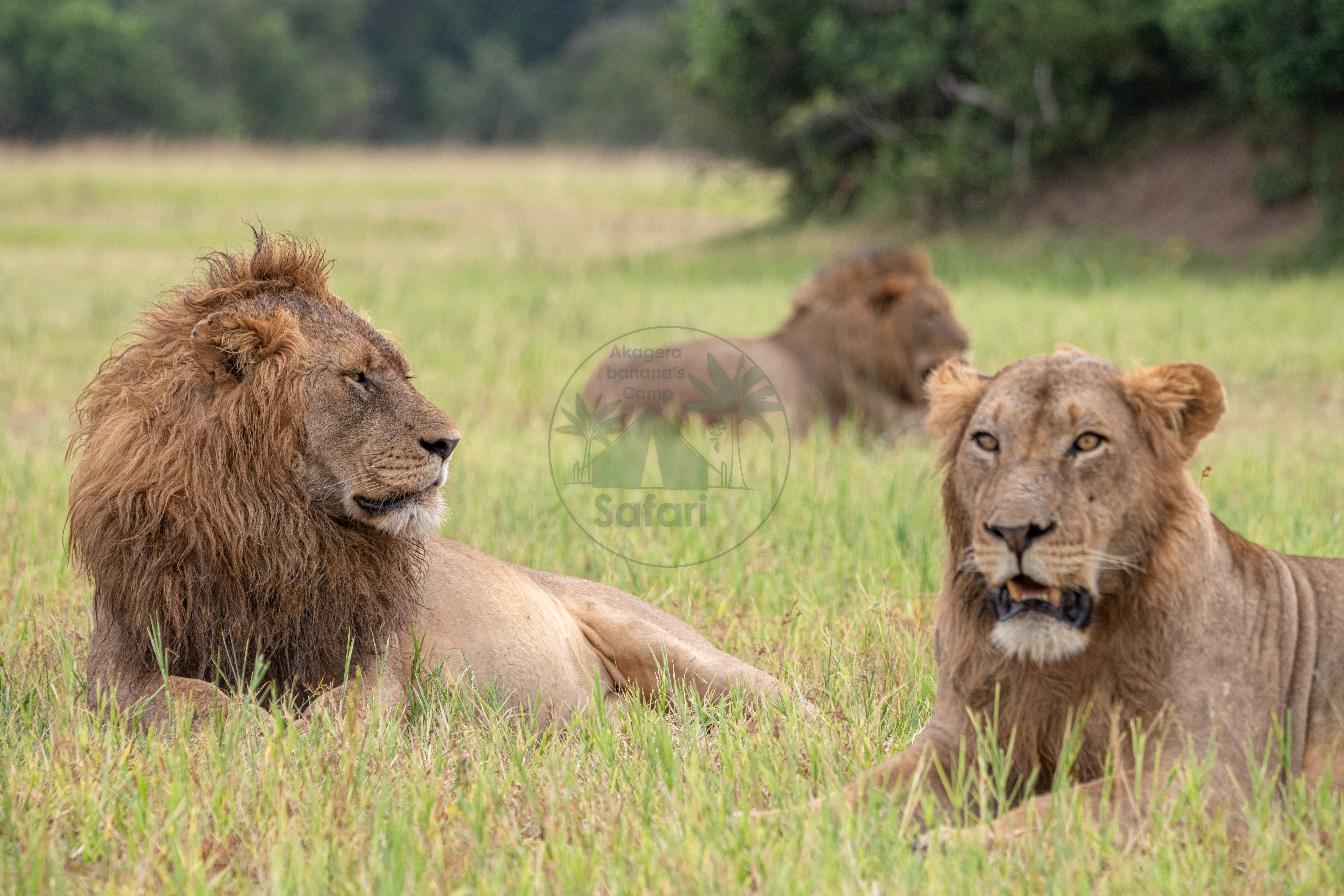 Male lion pride surveying their territory
