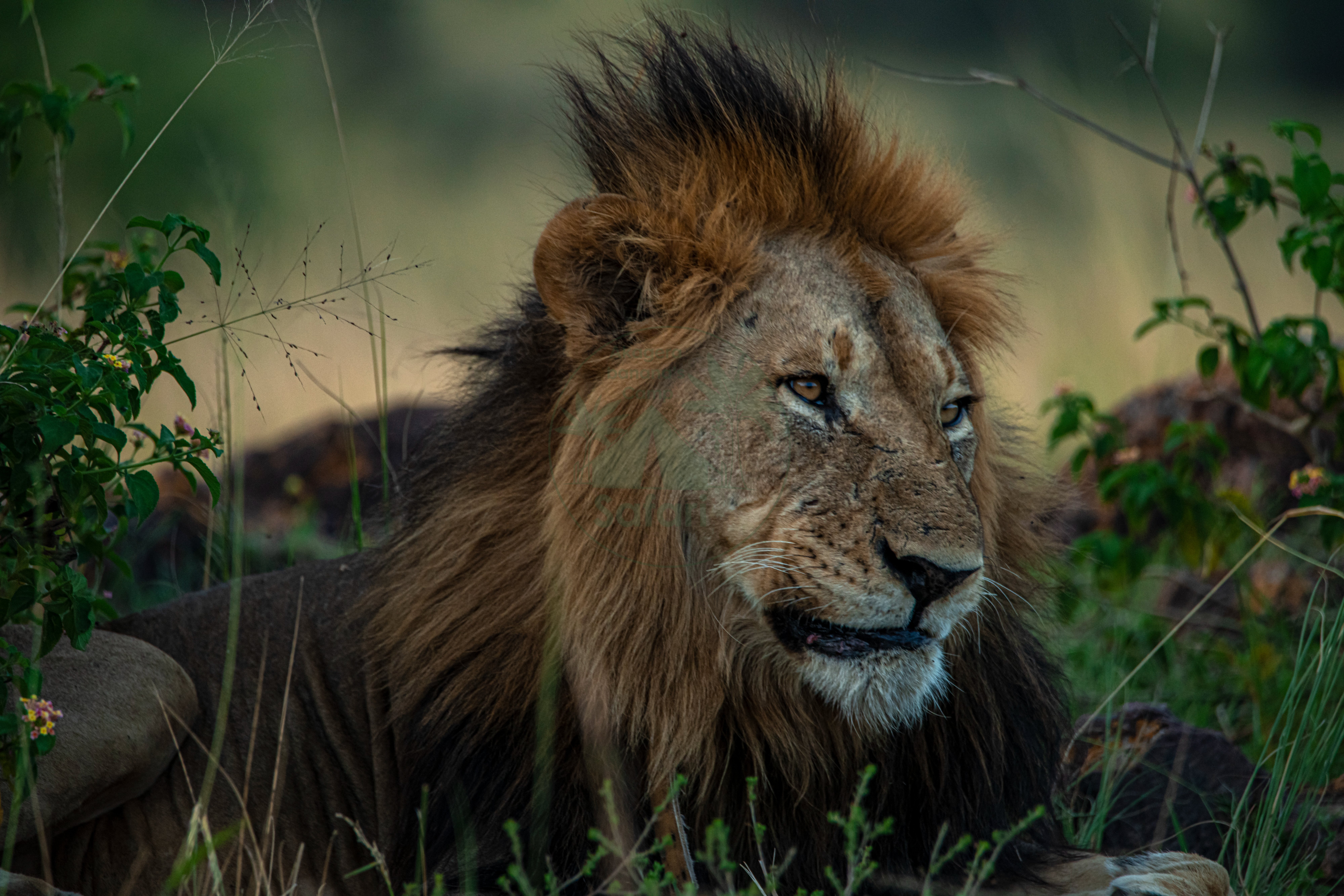 Lions resting in Akagera's open savannah