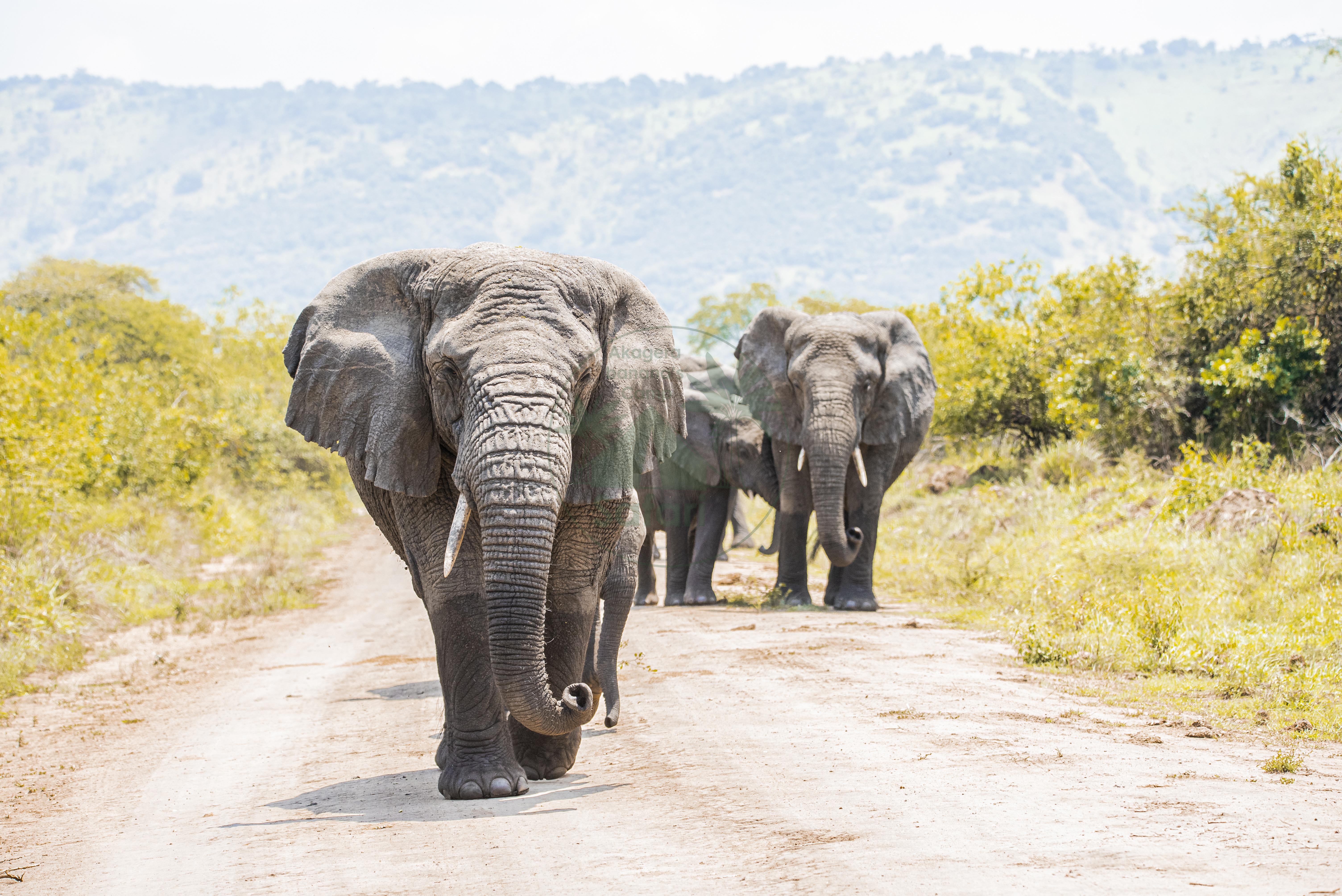 Elephant herd on the red-dust roads of Akagera
