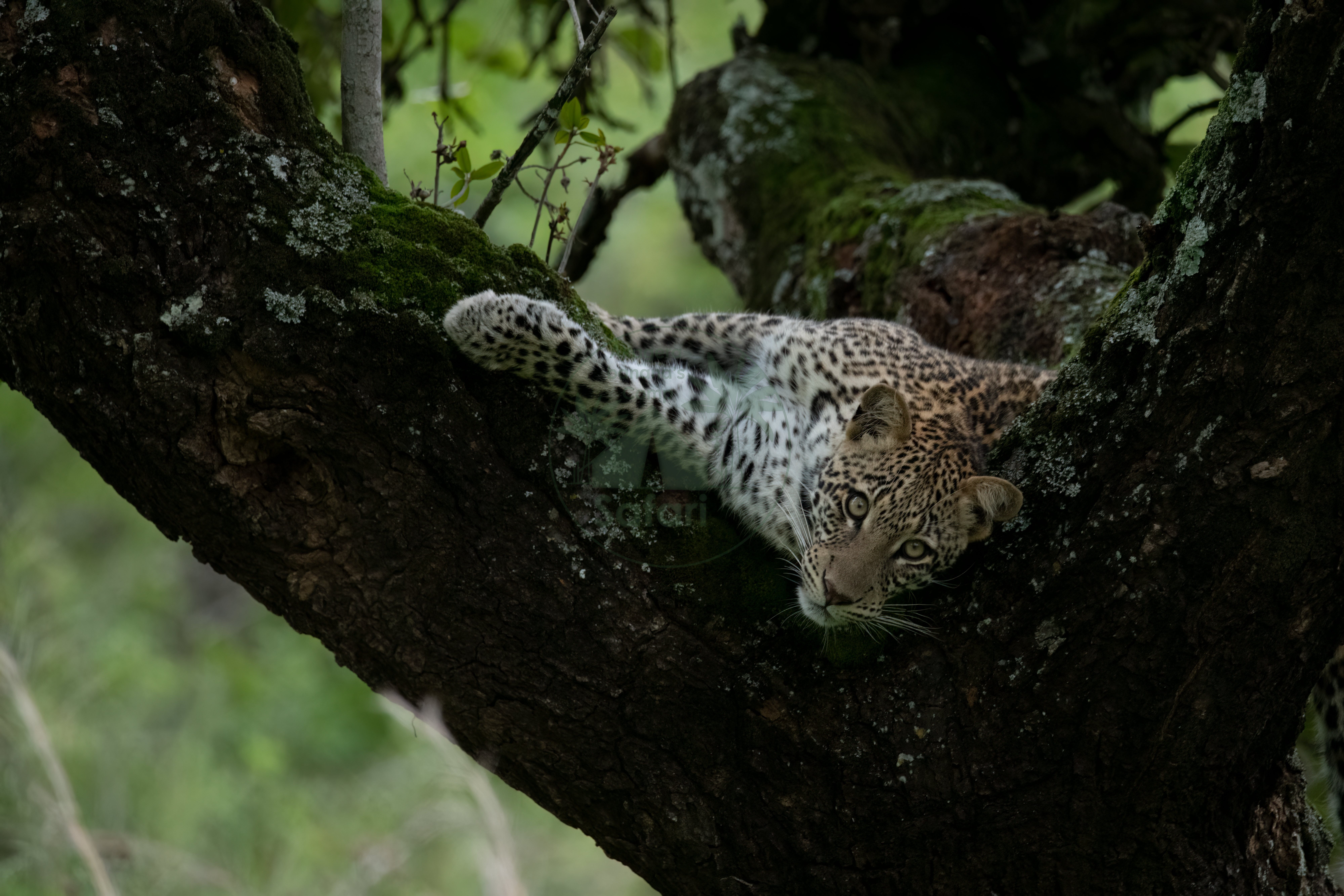Leopard stalking through ancient woodland