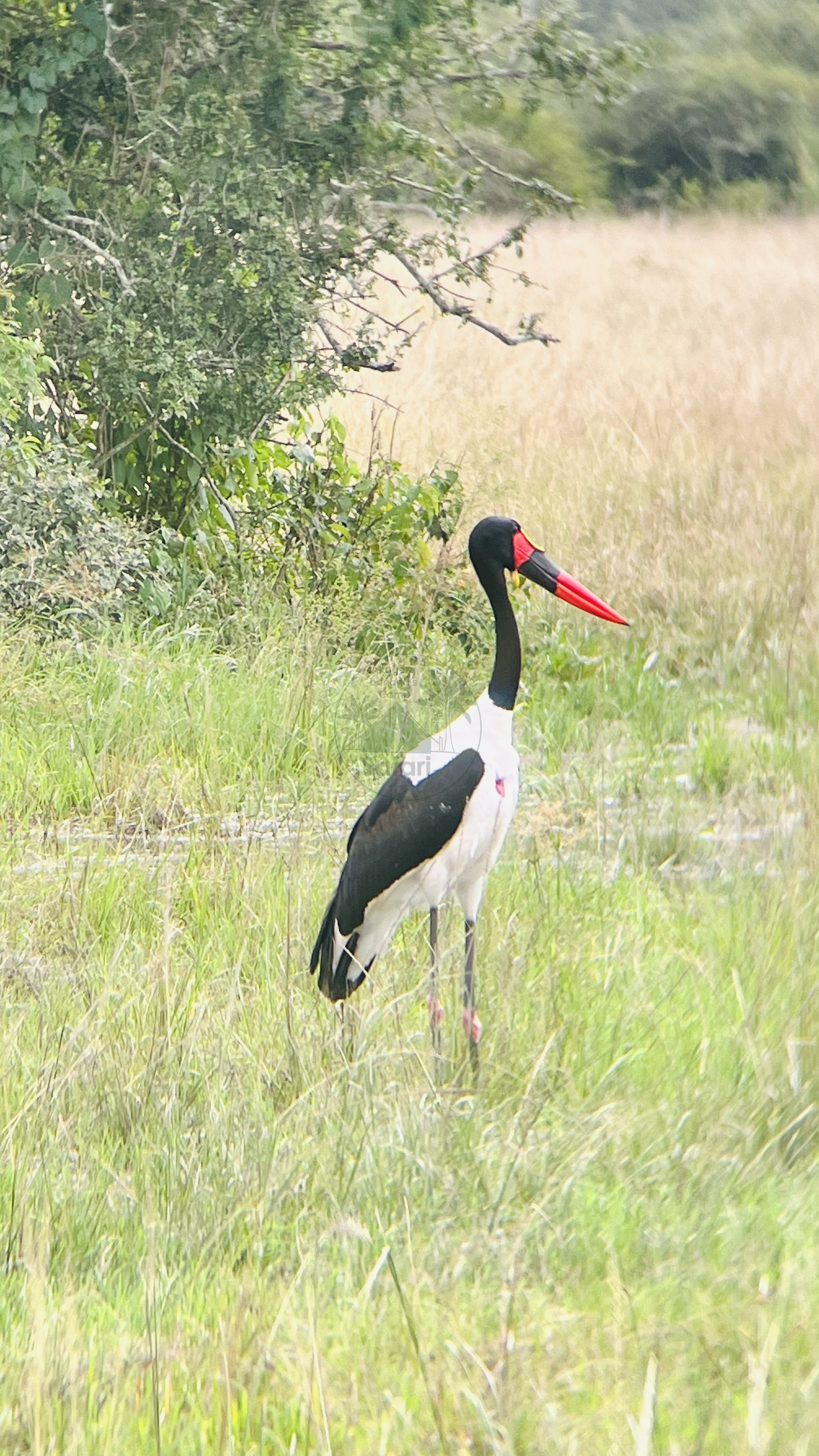 A Beginner's Guide to Birding in Akagera National Park