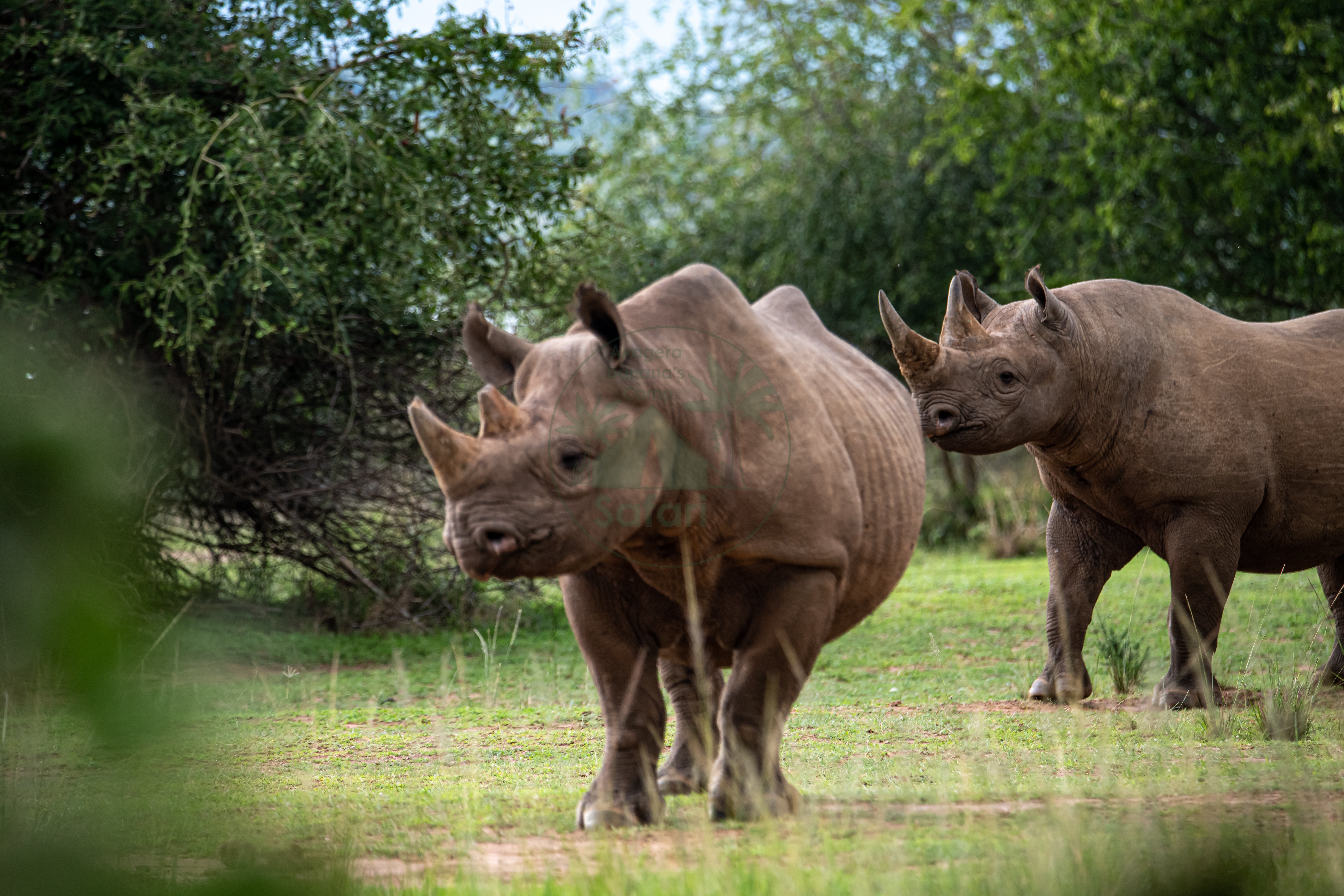 Game Drives